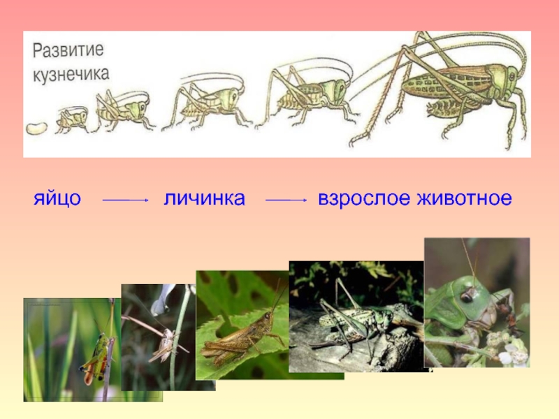 Прямокрылые насекомые развитие. Жизненный цикл зеленого кузнечика. Развитие кузнечика. Стадии развития кузнечика. Стадии развития кузнечика схема.