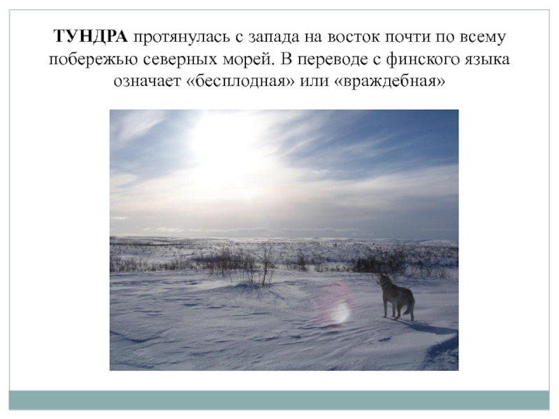 Природная зона протягивается вдоль северного побережья евразии. Тундра протянулась. Зона тундры протянулась. Тундра протянулась с Запада на Восток почти по всему побережью. Тундра 1000 км с Запада на Восток.