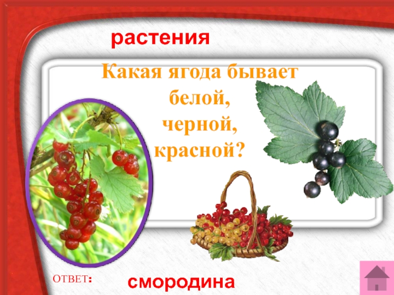 Ягодами какого растения. Какие бывают ягоды. Какая ягода бывает и черной и красной. Белые ягоды какие бывают. Какие бывают ягоды картинки.