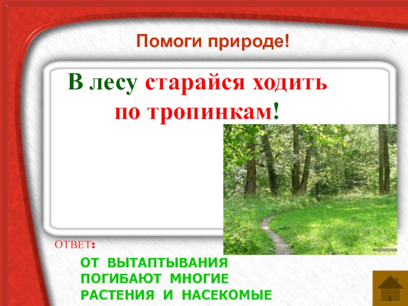 Лес расположенный вблизи большого. В лесу старайся ходить по тропинкам. Ходите по тропинкам. Ходите по тропинке не вытаптывайте растения\. Знак в лесу нельзя ходить по тропинкам.