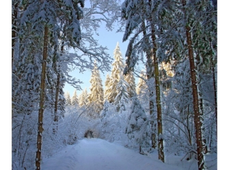 v zimnem lesu