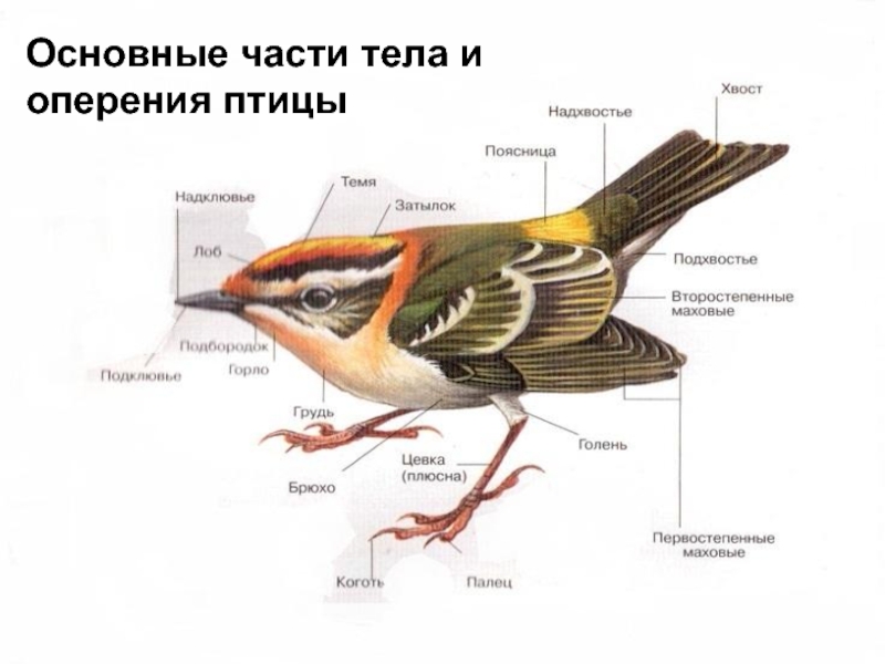 Сравнение оперения птиц