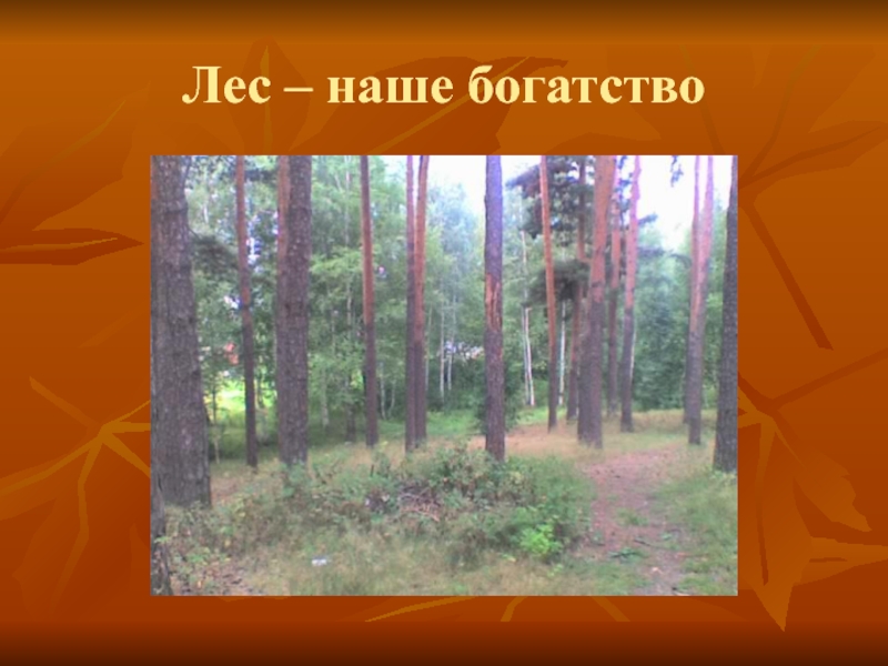 Проект лес. Лес наше богатство. Проект лес наше богатство. Презентация на тему лес наше богатство. Тема лес наше богатство.