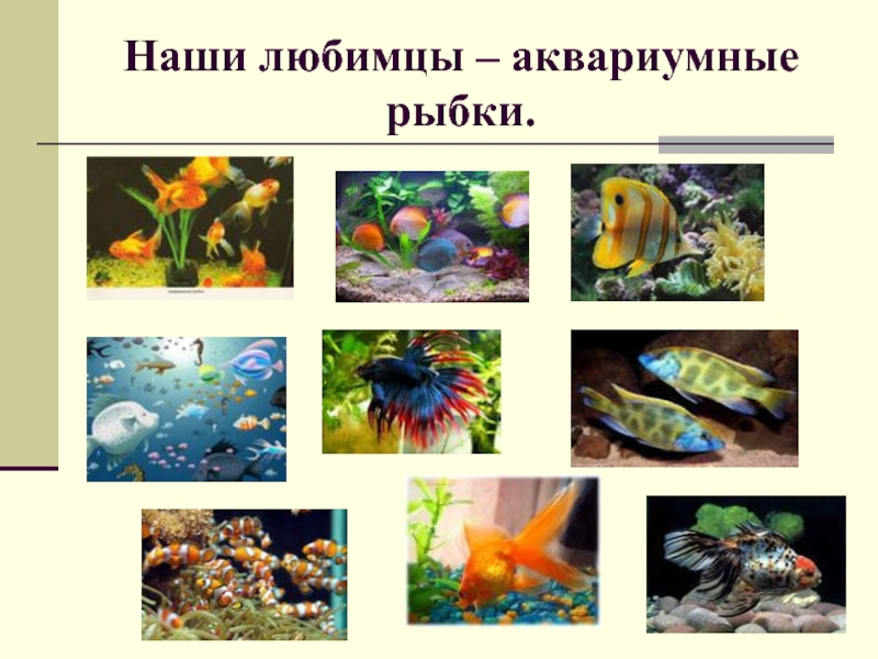 Аквариумные рыбки для дошкольников. Презентация на тему аквариум. Аквариумные рыбы презентация. Проект Мои домашние питомцы рыбки. Рыбы в аквариуме для презентации.
