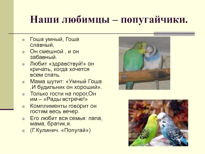 Текст описание про попугая. Рассказ про домашнего попугая. Проект про попугая. Сочинение про домашнего питомца попугая. Домашние питомцы попугай.