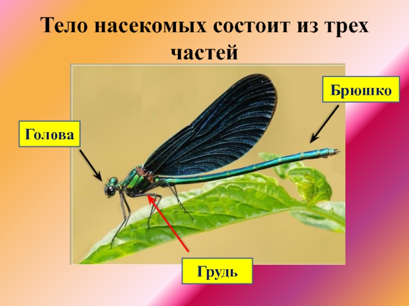 Какие части насекомого являются рычагами презентация