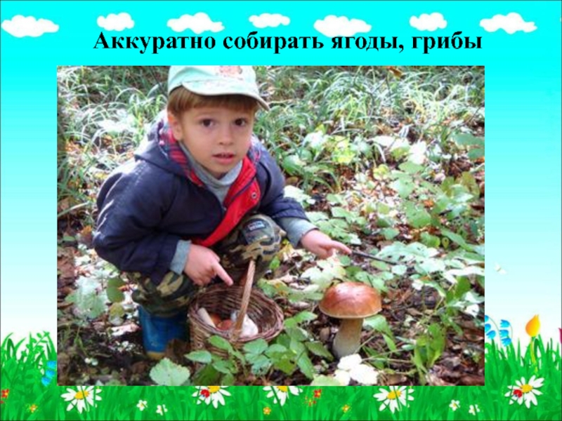 Сойти собирать. Мальчик собирает грибы в лесу. Дети ищут грибы. Аккуратно собирать грибы. Дети собирают грибы.