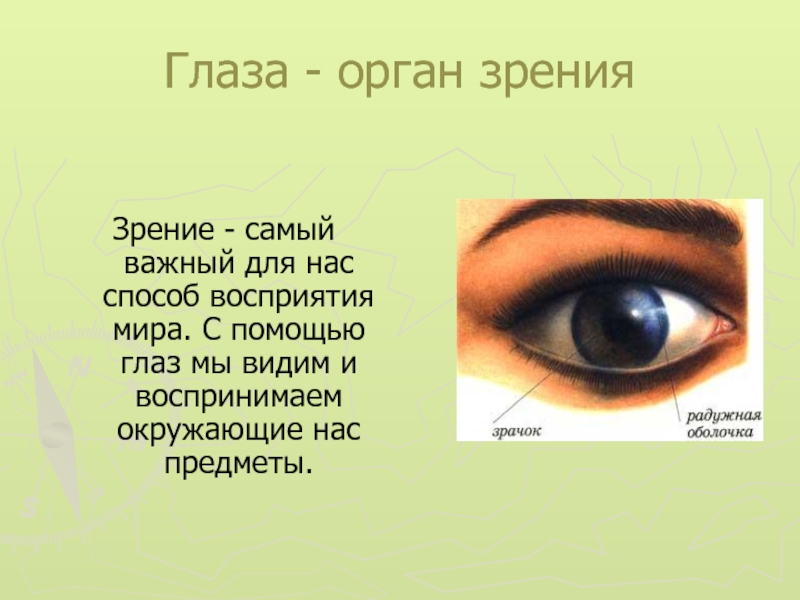 Глаз орган чувств человека. Презентация на тему органы чувств. Окружающий мир органы чувств. Органы чувств глаза. Органы чувств орган зрения.