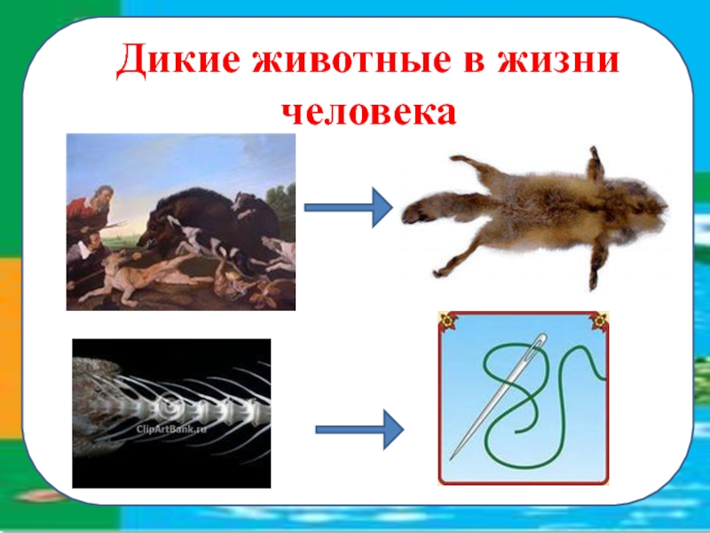 Почему важны животные. Польза диких животных для человека. Обозначить диких животных. Дикие животные. Значение диких животных в жизни человека.. Польза животных в жизни человека.