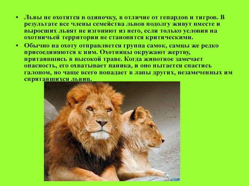 Информация про львов. Проект про Льва. Описание львицы. Доклад Лев животное. Сообщение о Льве.