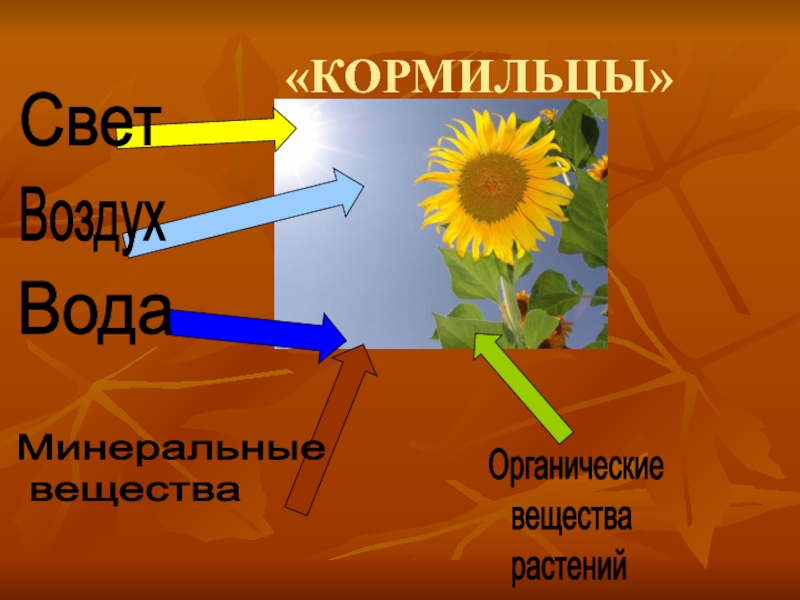 Почему кормилец. Растения кормильцы. Кормильцы питаются. Растения кормильцы воды. Что растения получают из воздуха воду Минеральные вещества.