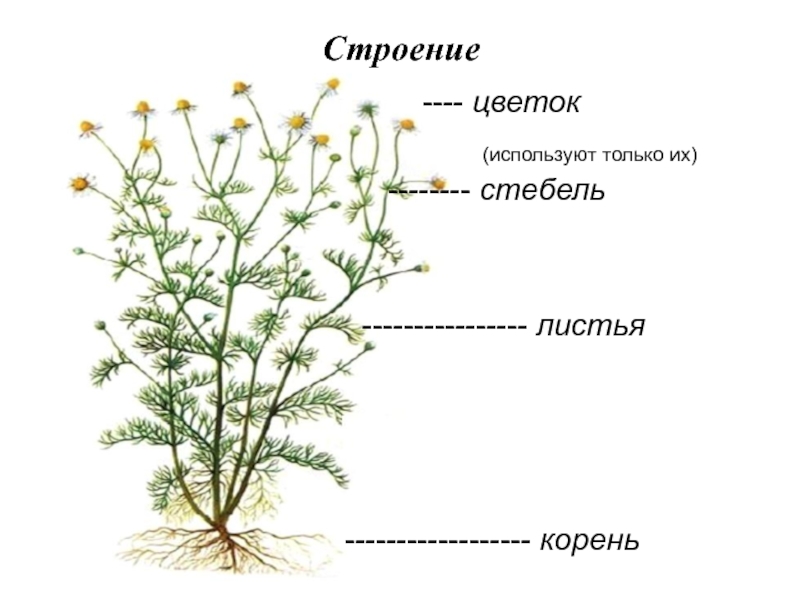 Листьев какой корень. Строение цветков у ромашки аптечной. Ромашка лекарственная строение.