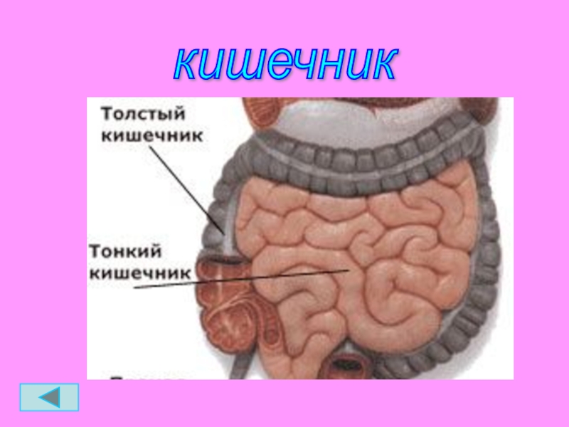 Строение организма кишечник