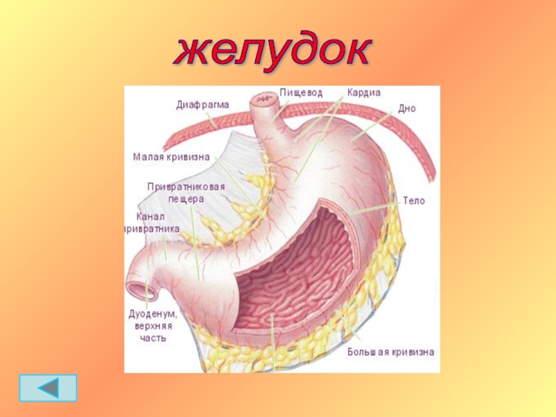 Желудок класс. Окружающий мир тема анатомия. Сердце урок окружающий мир 3 класс презентация. Малая кривизна желудка и вода. Подготовить выступление на тему желудок человека для 2 класса.
