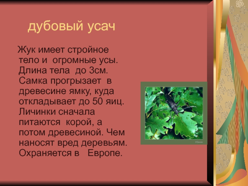 Три характеристики дубового усача. Большой дубовый усач описание. Жук дубовый усач. Сообщение о Усаче. Сообщение о дубовый усач.