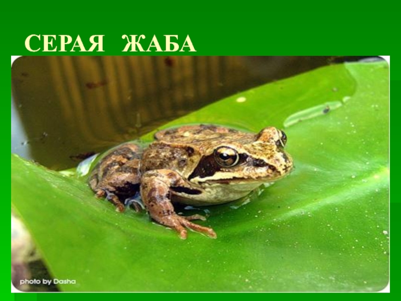 Серая жаба красная книга. Берегите жаб. Серая жаба маленькая. Берегите лягушек. Развитие серой жабы