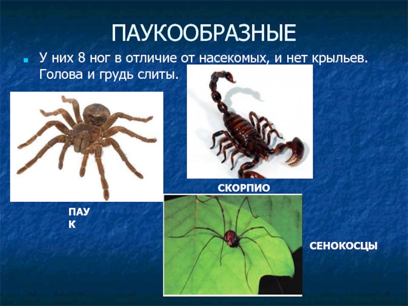 Выбери признаки паукообразных. Насекомые и паукообразные. Ноги паукообразные и насекомые. Конечности паукообразных. Паукообразные имеют.
