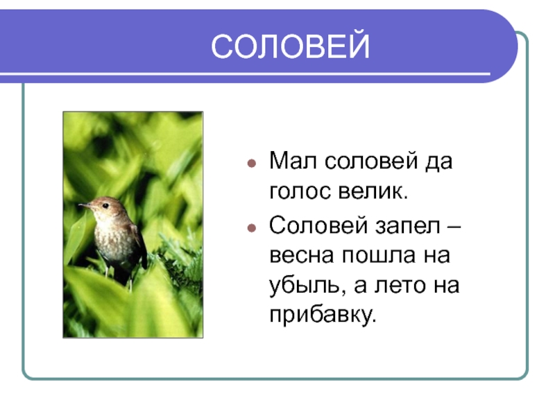 Соловей ответы. Соловей запел. Соловьи текст. Соловей мой Соловей. Слово Соловей.