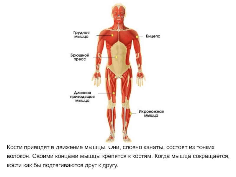 Презентация скелет и мышцы человека