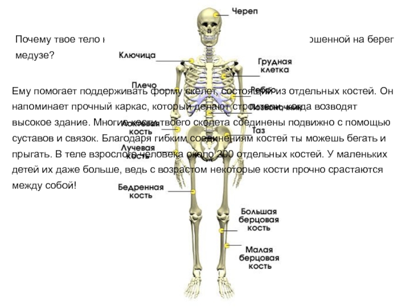 Опора тела организмов 10 класс презентация