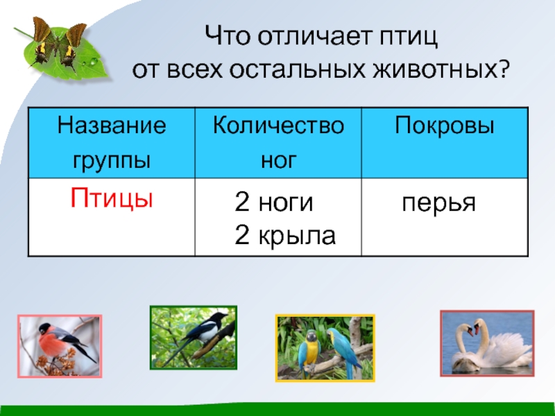 Что отличает птицу. Какие бывают животные 2 класс окружающий мир. Чем отличаются птицы от животных. Что отличает птиц от других животных. Чем отличаются звери от птиц.
