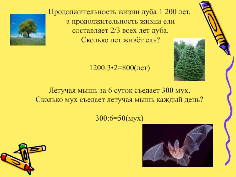 Годы жизни ели. Сколько лет живёт дуб Продолжительность. Дуб Продолжительность жизни. Сколько лет живёт ель Продолжительность. Продолжительность жизни ели.