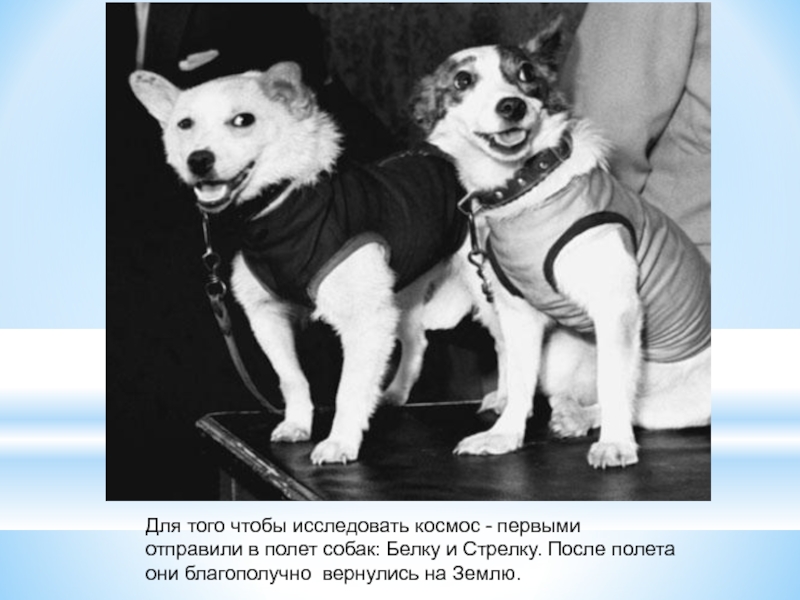 Для того чтобы исследовать космос - первыми отправили в полет собак:
