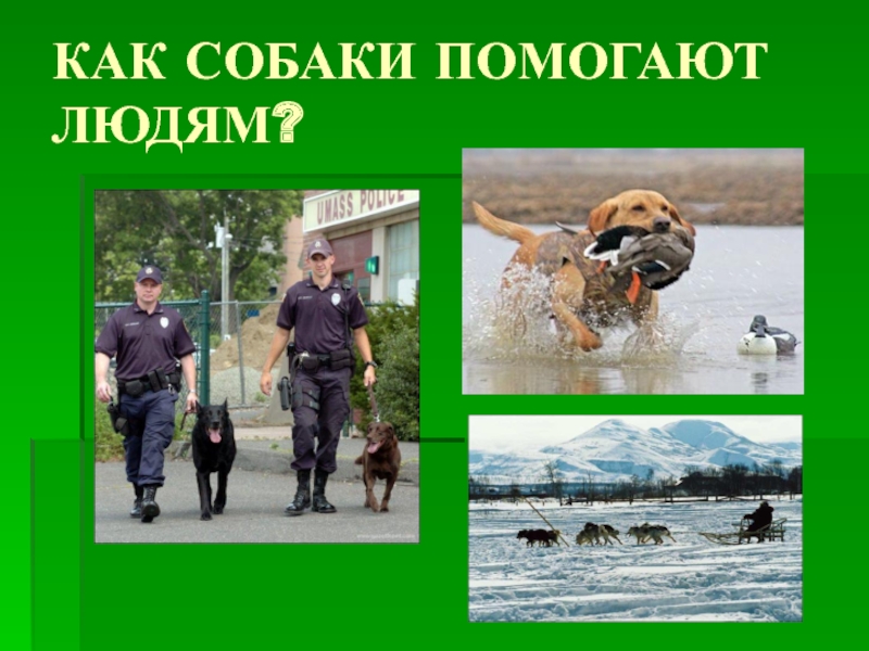 Как собаки помогают человеку. Собака помогает человеку. Как собака помогает человеку. Животные которые помогают людям. Как собака помогает человеку картинки.