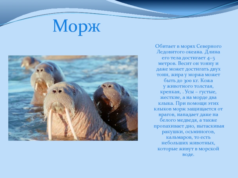 Рассказ про обитателей. Морж обитает в Антарктиде. Морж Северного Ледовитого океана. Обитатели северных морей. Животные обитающие в Северном Ледовитом океане.
