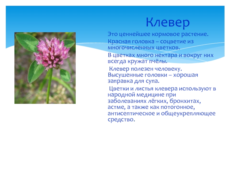 Клевер луговой класс. Клевер красный Луговой описание для детей 1 класса. Соцветие клевера. Соцветие головка Клевер. Подцарство растения Клевер Луговой.