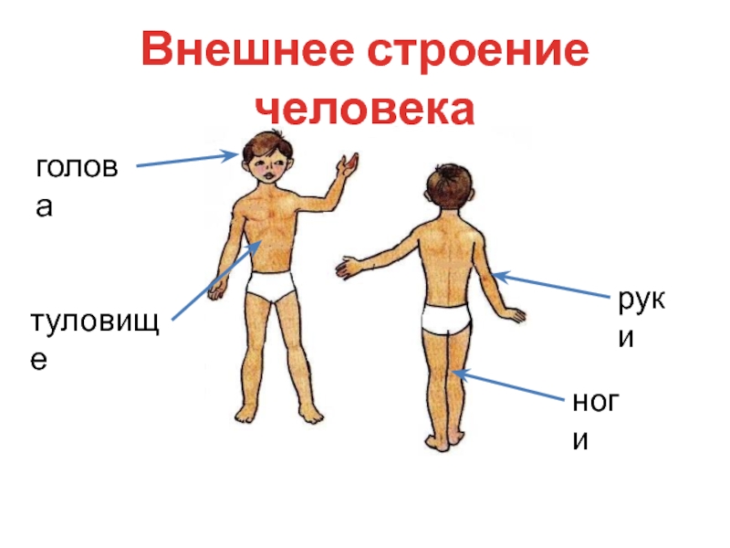 Строение человека 2 класс окружающий мир презентация