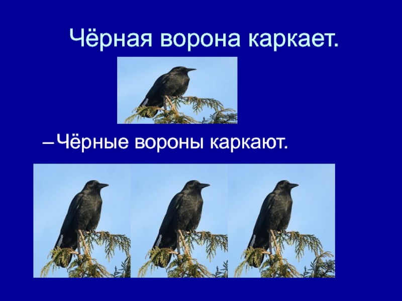 Ворона что делает каркает. Ворона каркает. Ворон каркает. Вороны каркают. Ворона каркает а сорока.