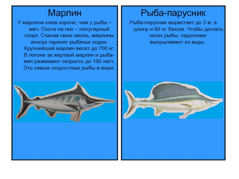 Как приготовить рыбу фрегат