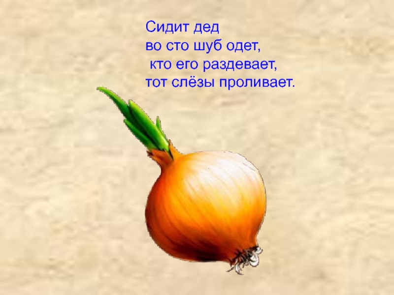 Загадки 100 одежек. Загадки про овощи. Сидит дед во СТО шуб одет. Загадки для детей. Загадка сидит дед во СТО шуб одет.