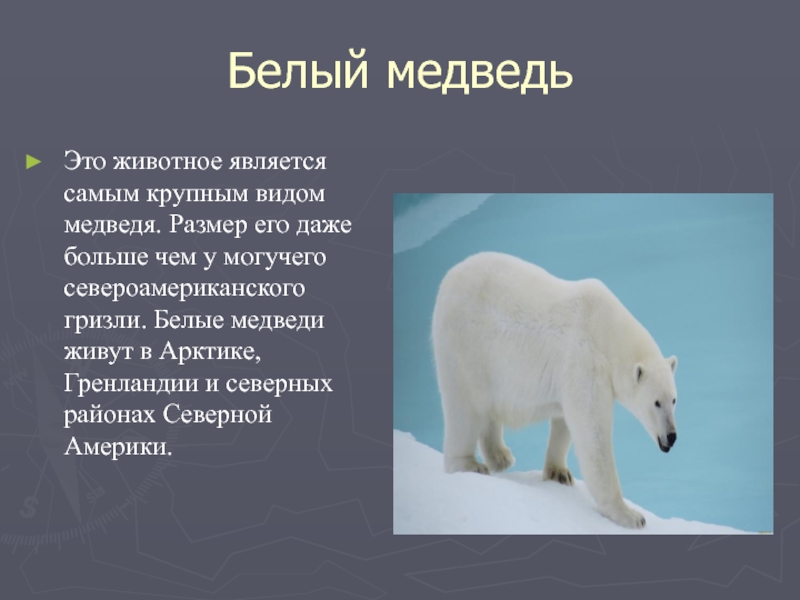 Рассказ про медведя 1 класс. Рассказ о белом медведе. Белый Медверь описание. Белый медведь описание.