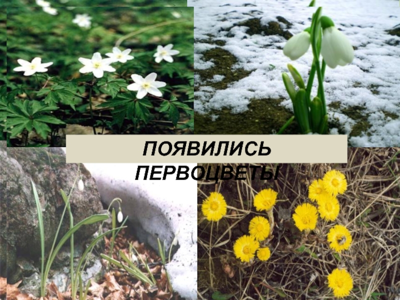 Природные изменения весной