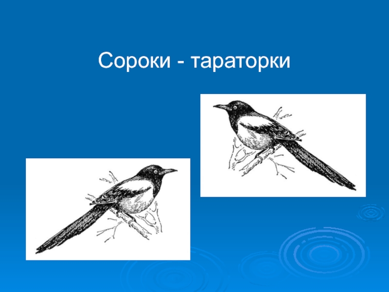 Три сороки тараторки тараторили на горке рисунок к скороговорке