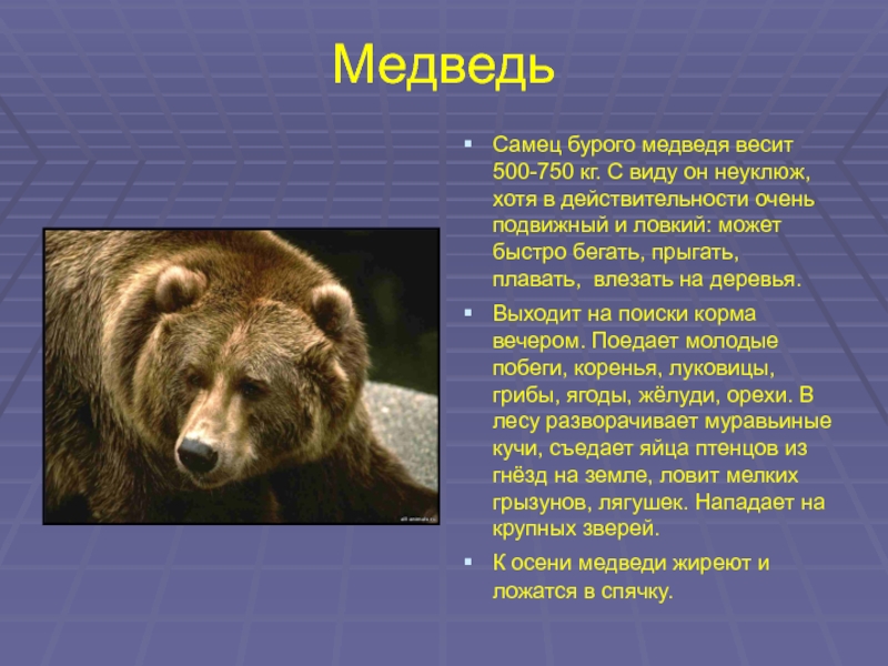 Вес медведя. Сколько весит бурый медведь. Бурый медведь весит около 200 кг. Медведи очень быстрые и ловкие.