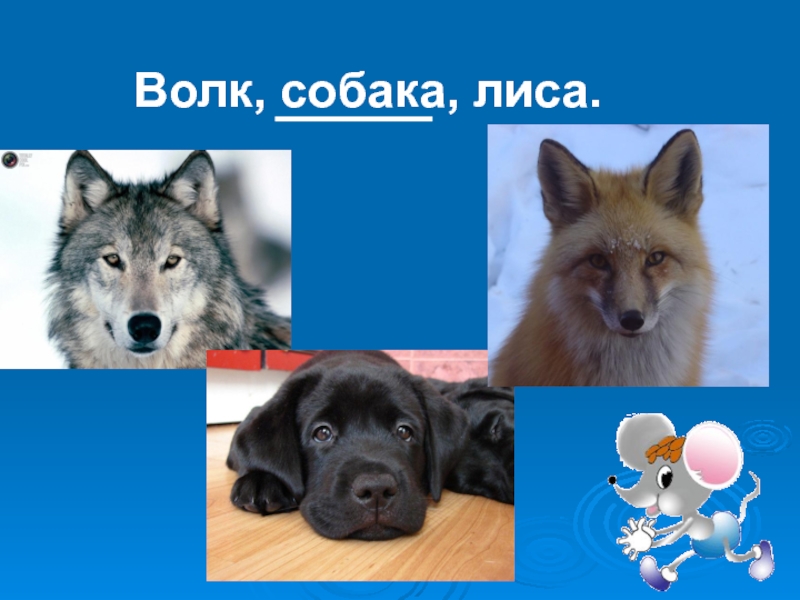 Отличить собаку. Волк и собака сравнение. Волк лиса и собака. Волк и собака один вид. Собака от волка.