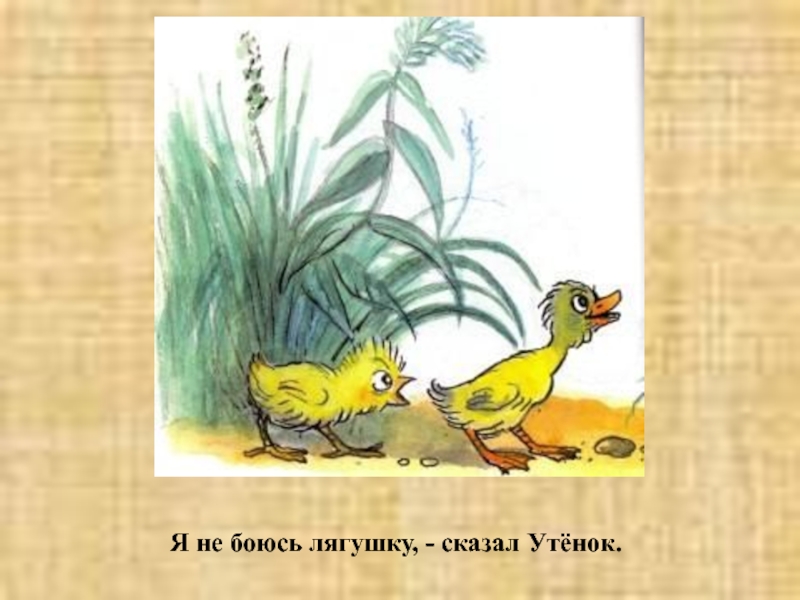 Песни скажи лягушка. Чтение в.Сутеева "утёнок и цыплёнок". Сутеев в. "цыпленок и утенок". Милый цыплёнок. Цыпленок и утенок Сутеев раскраска.