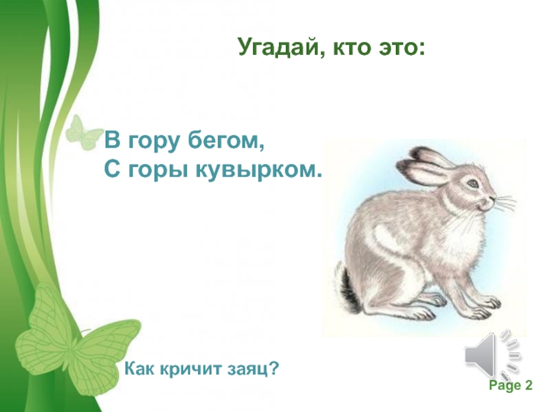 В гору бегом с горы кувырком ответ. Как кричит заяц. В гору бегом а с горы кувырком загадка. Загадка с ответом заяц. Заяц в гору бегом с горы кувырком.