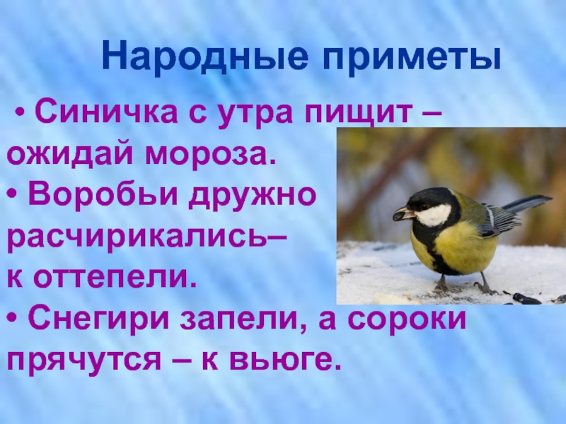 Примета птица синица. Синица приметы. Приметы про птиц. Факты о синицах. Приметы про синичек народные.