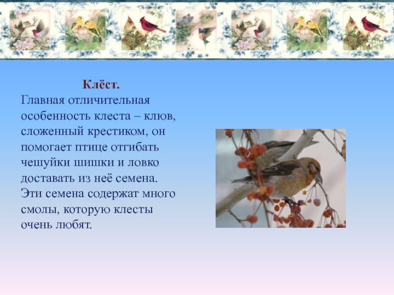 Чем питается дятел клест попугай. Проект по окружающему миру накормите птиц зимой. Узнай птиц по характерным особенностям. Клёст птица зачем такой клюв. Зимующие птицы клюв похож на крестик.