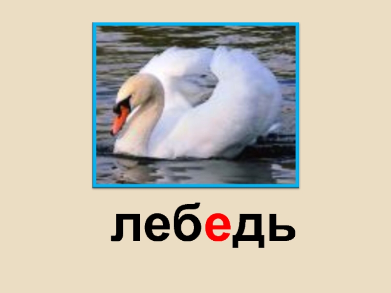 В слове лебедь все согласные звонкие. Схема слова лебедь. План текста лебёдушка. Как проверить слово лебедь. Корень слова лебедь.