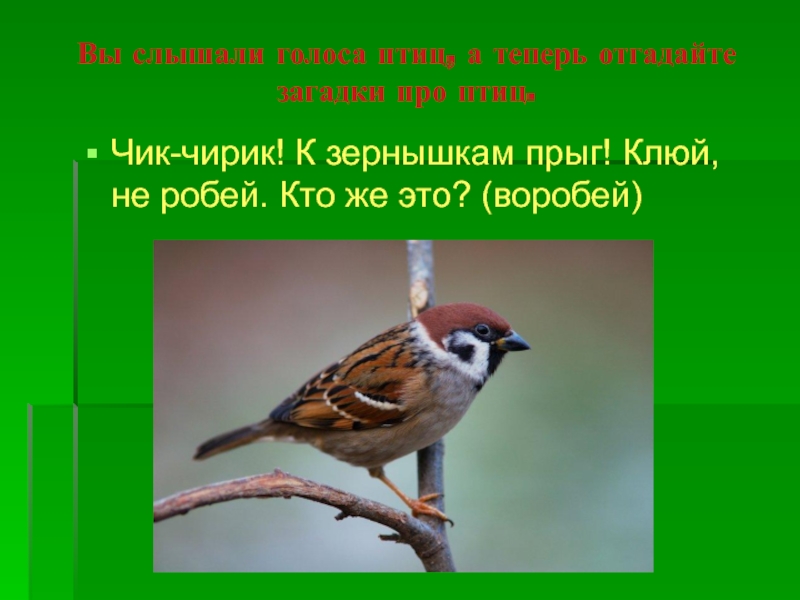 Песня чик чирик воробей. Воробей Чик чирик. Не робей Воробей. Чик чирик к зернышкам Прыг. Чик чирик к зернышкам Прыг Клюй не робей кто это.