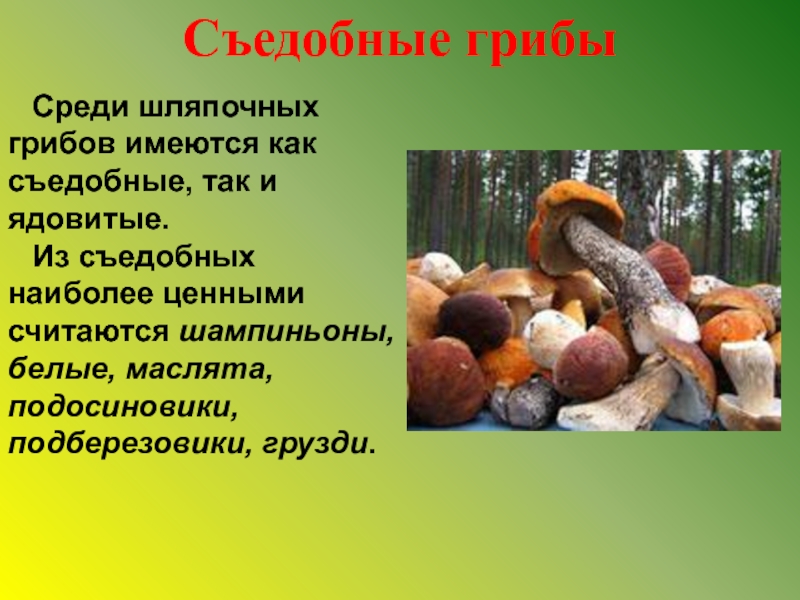 Три группы шляпочных грибов. Съедобные Шляпочные грибы. Грибы среди грибов. Питание шляпочных грибов. Доклад Шляпочные грибы.