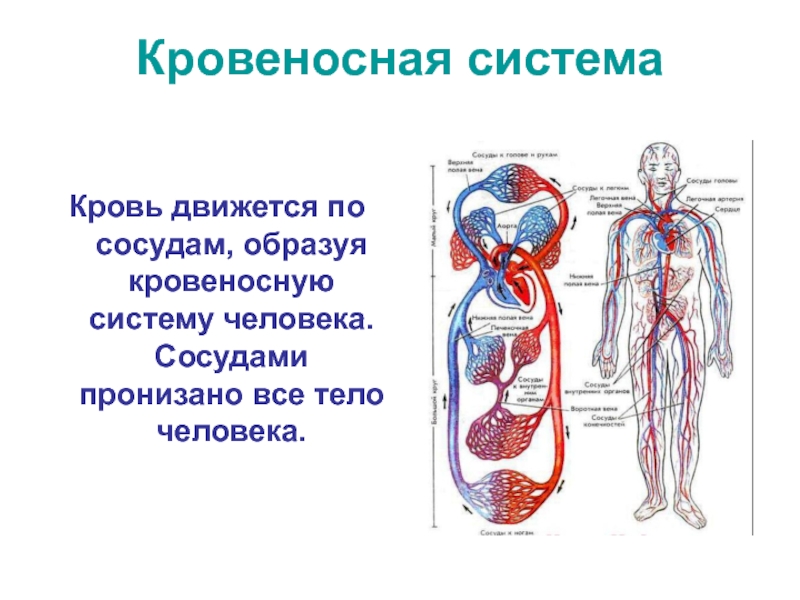 Сосудистая система человека образована сосудами трех. Сосуды кровеносной системы человека. Кровеносная система лица человека. Сосуды тела человека.