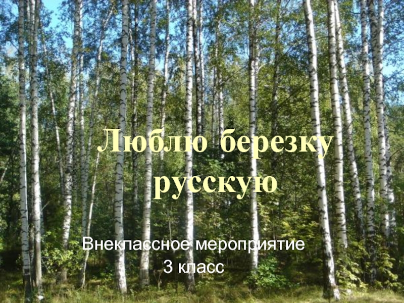 Люблю березку