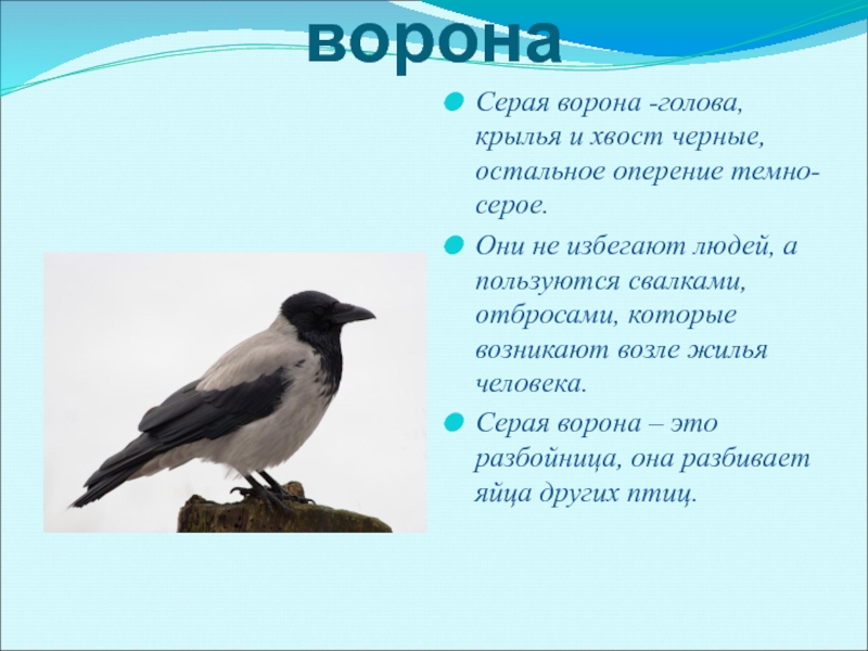 Ворона описание. Ворона описание птицы для детей. Ворона описание для детей. Ворона птица описание для детей 1 класса. Ворона рассказ 2 класс.