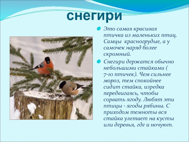 Краткое сообщение о птицах. Рассказ о зимующих птицах. Интересные факты о Снегирях. Сообщение о зимующих птицах. Интересные факты о зимующих птицах.